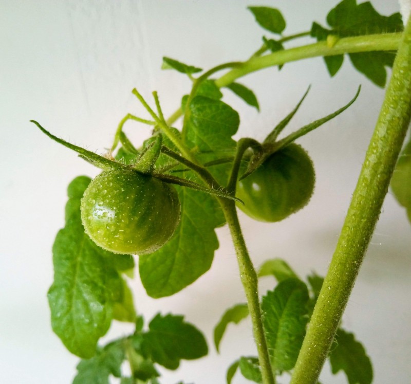 24th April 2021 Black Cherry Tomatoes