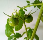24th April 2021 Black Cherry Tomatoes