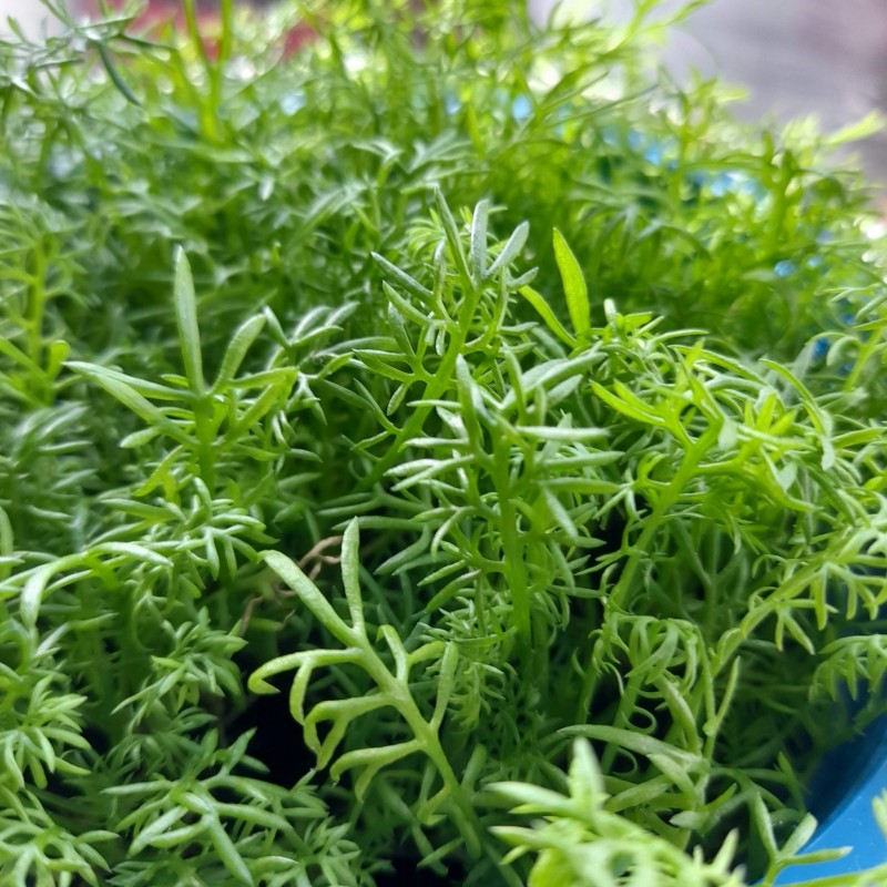 Chamomile - Paleocannabica's herbs