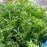 Chamomile - Paleocannabica's herbs