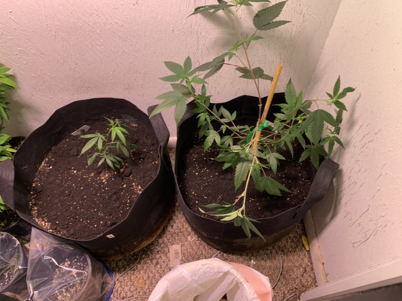 sc34d0veg
