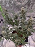 Rainbow Candy Auto week 8