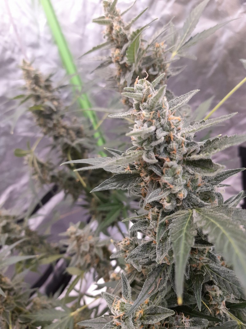 Rainbow Candy Auto week 8