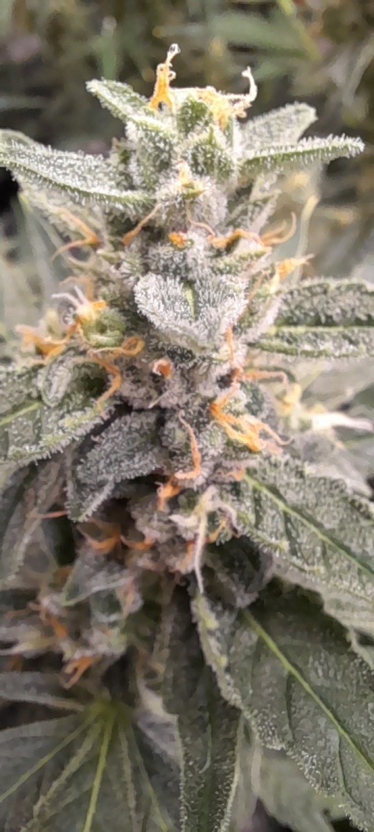 Rainbow Candy Auto week 8