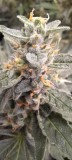 Rainbow Candy Auto week 8