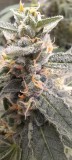 Rainbow Candy Auto week 8