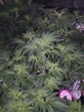 IMG_20210427_185331