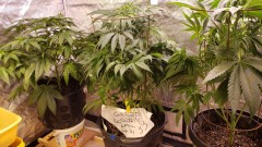 16196599354517811816047940469435