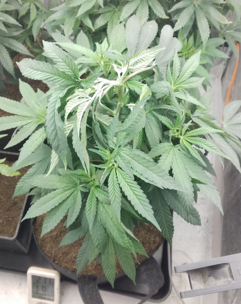 wed