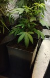 SSOG