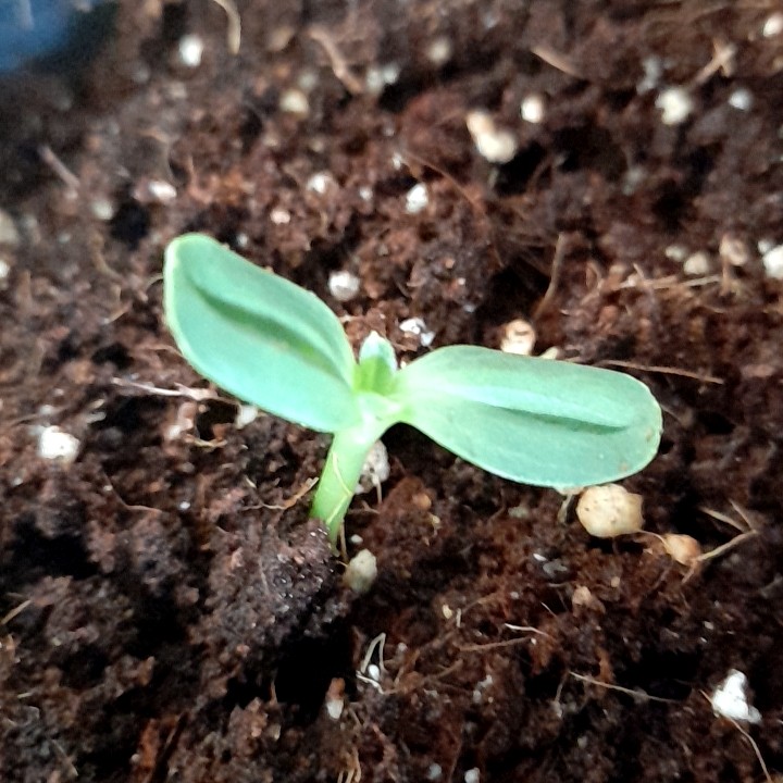 Sunflower paleocannabica 2021