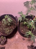 sc34d7veg
