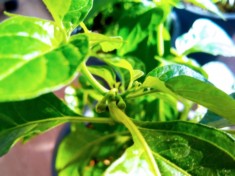 Orange Habanero Chillies 27th April 2021