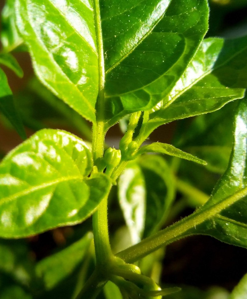 Orange Habanero Chillies 27th April 2021