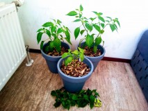 Orange Habanero Chillies 27th April 2021