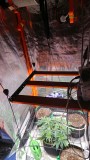 obscura1620233627324