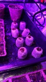 obscura1620300669023