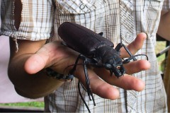 titan-beetle-ramukanji-shutterstock-com