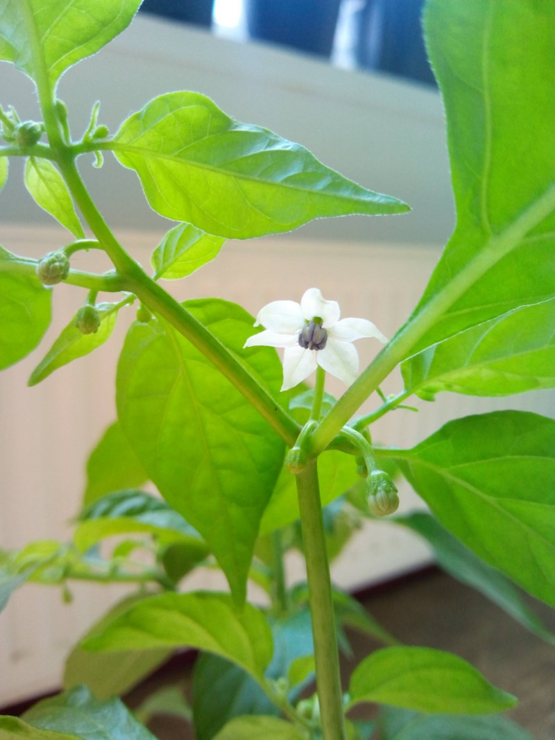 7th May 2021 Orange Habanero Chillies