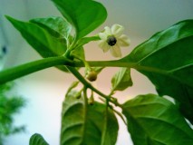 7th May 2021 Orange Habanero Chillies