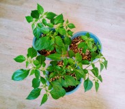 7th May 2021 Orange Habanero Chillies