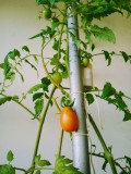 7th May 2021 Tomatoes