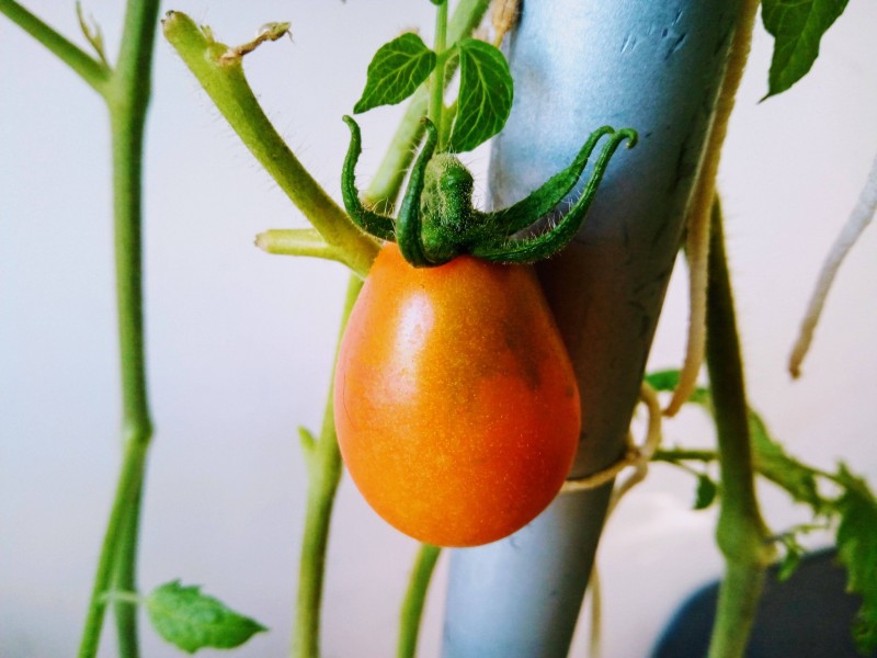 7th May 2021 Tomatoes