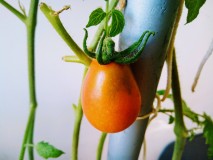7th May 2021 Tomatoes