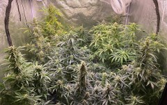 Autos