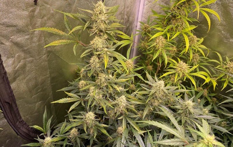 Autos