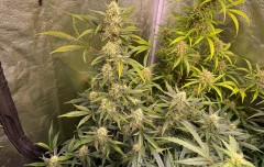 Autos