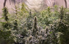 Autos