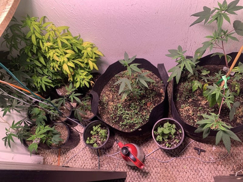 vegmay