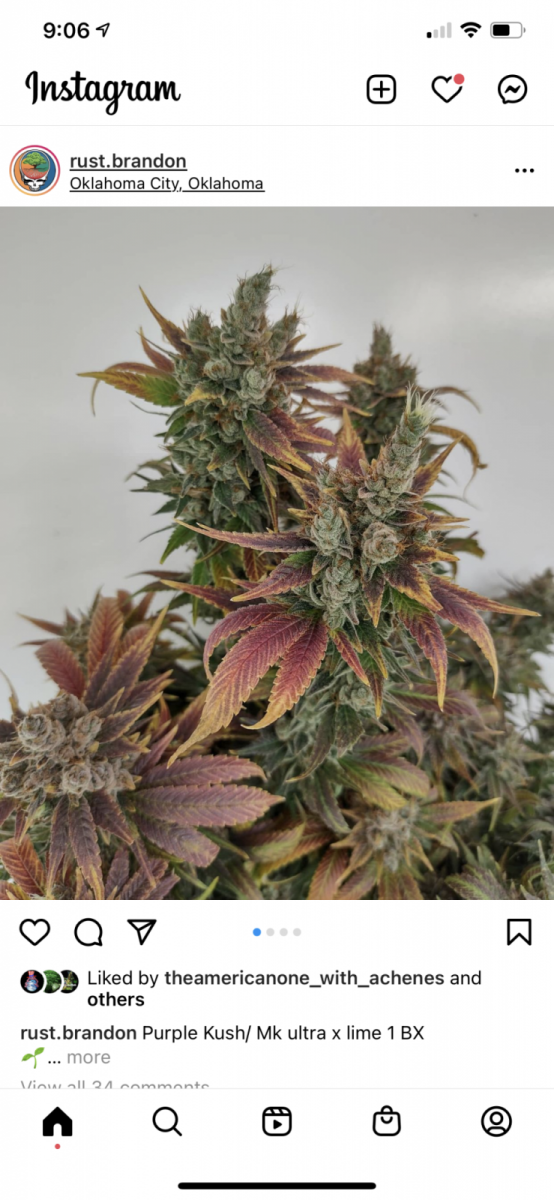 pkmklime1bx