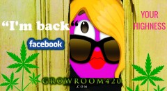 mn polly fb return