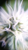 obscura1620852418228