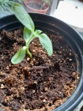 Sunflower paleocannabica