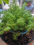 Chamomile - Paleocannabica's herbs