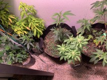 veg