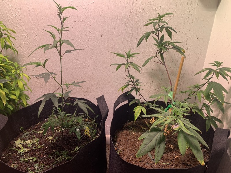 sc34veg