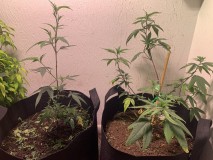 sc34veg