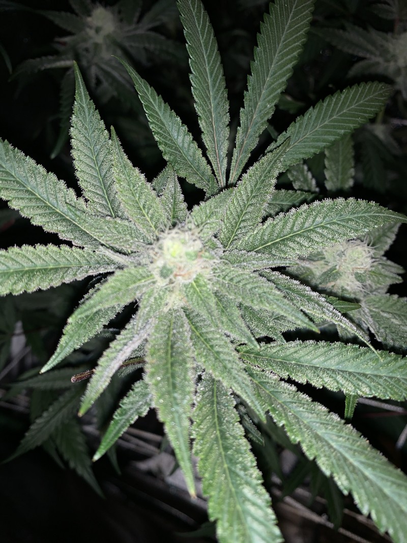 scd31