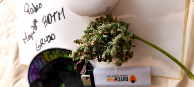 Rainbow Candy Auto botm
