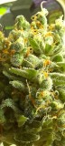 Rainbow Candy Auto botm
