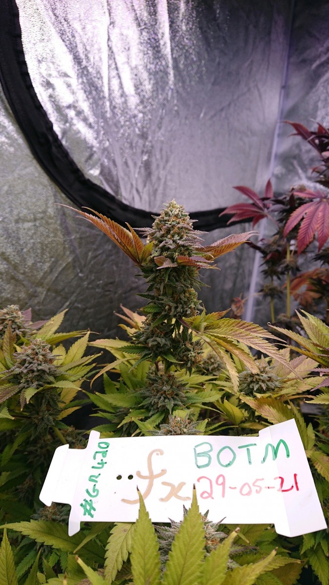 BOTM521