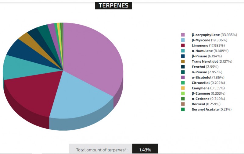 terp