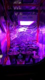 obscura1623082988222