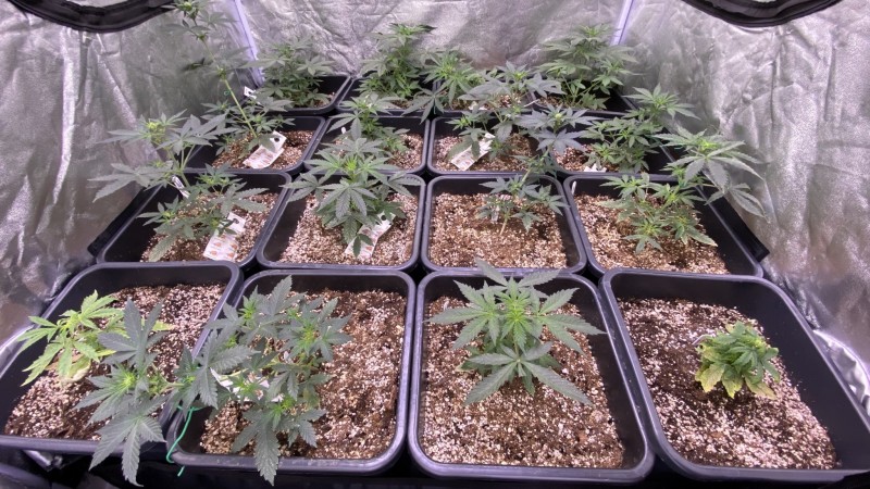 autos