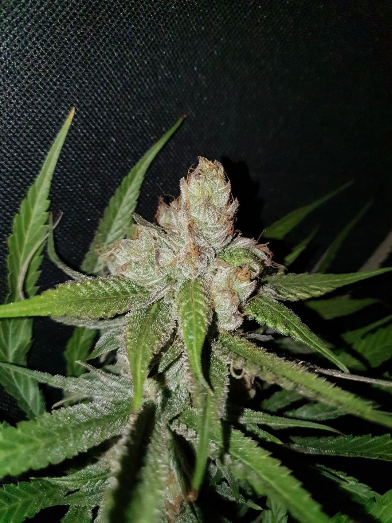 Blue Cheese