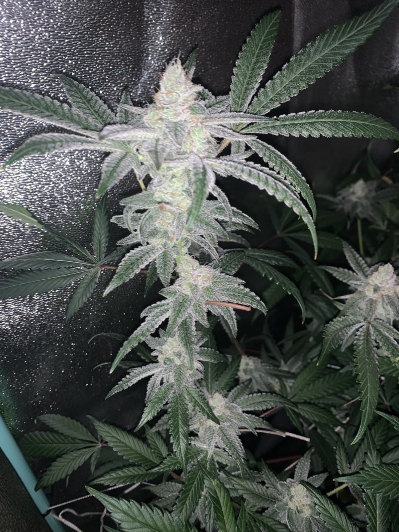 scd43